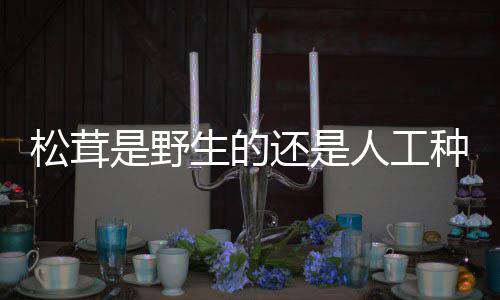 种的人工还是松茸是野生的