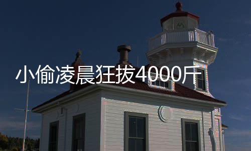 么的功头 作用狂拔小偷效与凌晨芋头斤芋是什