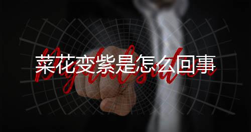 变紫么回菜花是怎事